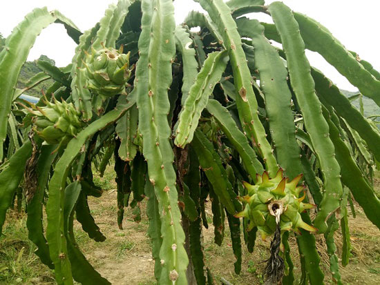 Mô hình trồng thanh long HTX Ngọc Hoàng - Mai Sơn
