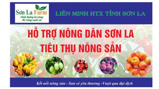 Liên minh HTX tỉnh hỗ trợ nông dân tiêu thụ nông sản