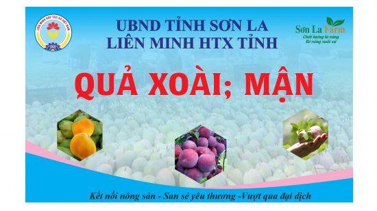 Trung tâm giới thiệu sản phẩm NN sạch Liên minh HTX tỉnh Sơn La đồng hành cùng HTX tiêu thụ nông sản