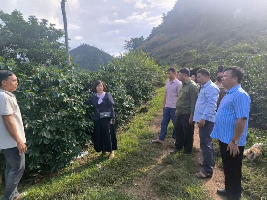 HTX NN BẢN SÀNG NÀ TRE TẬP TRUNG PHÁT TRIỀN  BỀN VỮNG CÂY CÀ PHÊ